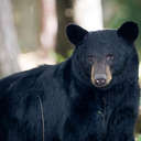 Black Bear - Great Smoky Mountains NP, TN