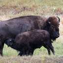 Bison - Custer SP - SD