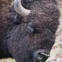 Bison - Custer SP - SD