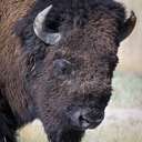 Bison - Yellowstone NP - WY
