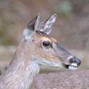 White-tailed Deer - Great Smoky Mountains NP, TN