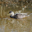 Black Duck - Chincoteague NWR, VA