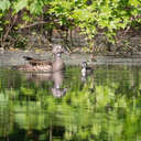 Wood Duck - Great Smoky Mountains NP, TN