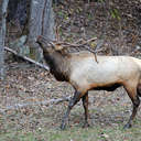 Elk - Great Smoky Mountains NP, NC