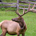 Elk - Great Smoky Mountains NP, NC