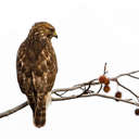 Red-shouldered Hawk - Bombay Hook NWR, DE