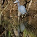 Little Blue Heron - Savannah NWR, SC