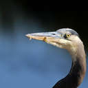 Great Blue Heron - Savannah NWR, SC