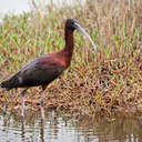 Glossy Ibis - Viera Wetlands, FL