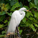Great Egret - Gatorland Orlando, FL