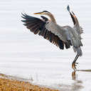 Great Blue Heron - Hog Island NWR, VA