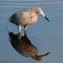 Reddish Egret - Merritt Island NWR, FL