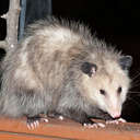 Virginia Opossum  - Johns Creek, GA