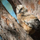 Great Horned Owl - Fort De Soto Park, FL