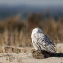 Snowy Owl - Chincoteague NWR, VA
