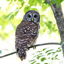 Barred Owl - Johns Creek, GA