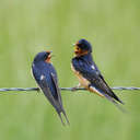 Barn Swallow - Great Smoky Mountains NP, TN