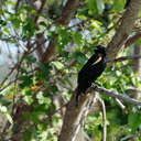 Red-winged Blackbird - Savannah NWR, SC