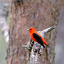 Scarlet Tanager - Townsend, TN