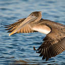 Brown Pelican - Messick Point VA