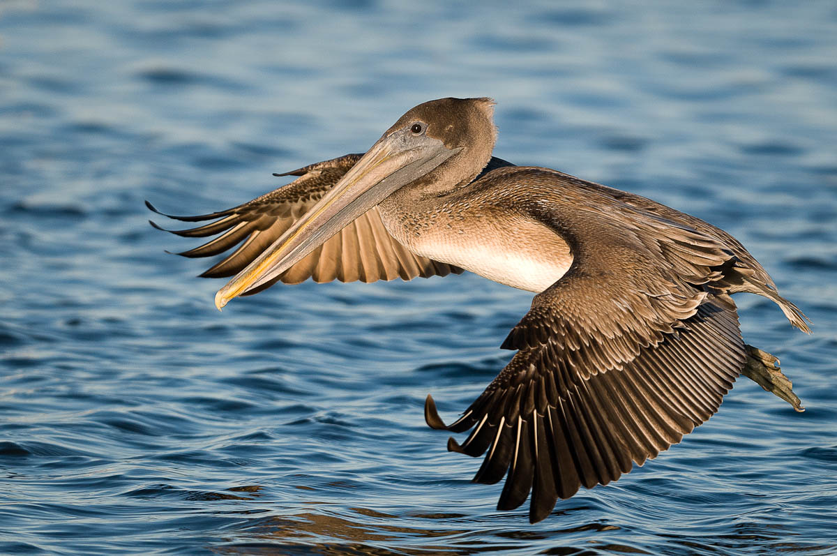 Pelicans | WP3 Photography1200 x 797