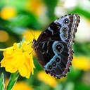 Blue Morpho Butterfly - Callaway Gardens, GA