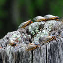 Cicadas - Great Smoky Mountains NP, TN