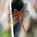 Dragonfly - Sandbridge, VA