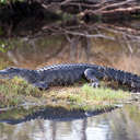 Alligator - Merritt Island NWR, FL