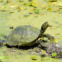 Turtle - Harris Neck NWR, GA