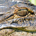 Alligator - Harris Neck NWR, GA