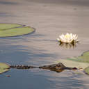Alligator - Boyd Hill Nature Preserve, FL