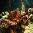 Octopus - Georgia Aquarium, GA