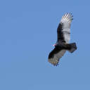 Turkey Vulture - Savannah NWR, SC
