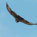 Turkey Vulture - Chincoteague NWR, VA