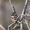 Belted Kingfisher - Chincoteague NWR, VA