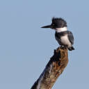 Belted Kingfisher - Savannah NWR, SC
