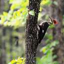 Pileated Woodpecker - Great Smoky Mountains NP, TN