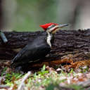 Pileated Woodpecker - Great Smoky Mountains NP, TN