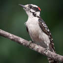 Downy Woodpecker - Johns Creek, GA