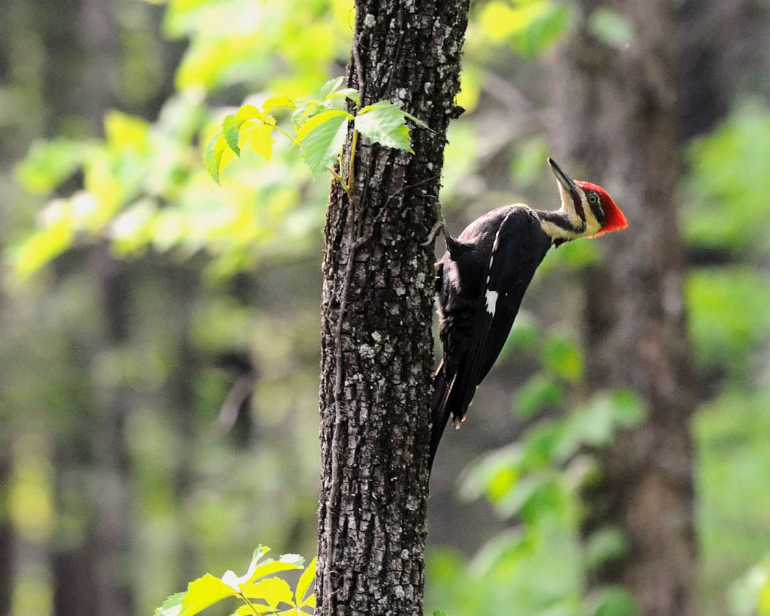 Woodpeckers WP3 Photography