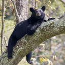 Black Bear - Great Smoky Mountains NP, TN