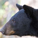 Black Bear - Great Smoky Mountains NP, TN