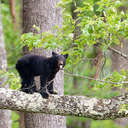 Black Bear - Great Smoky Mountains NP, TN