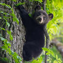 Black Bear - Great Smoky Mountains NP, TN