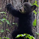 Black Bear - Great Smoky Mountains NP, TN