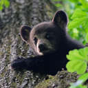 Black Bear - Great Smoky Mountains NP, TN