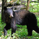 Black Bear - Great Smoky Mountains NP, TN