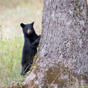 Black Bear - Great Smoky Mountains NP, TN