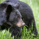 Black Bear - Great Smoky Mountains NP, TN